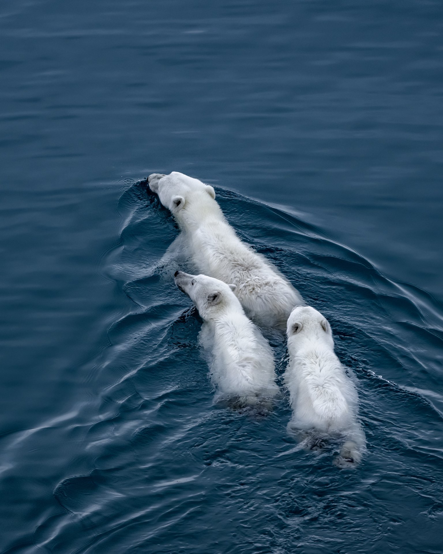 polar