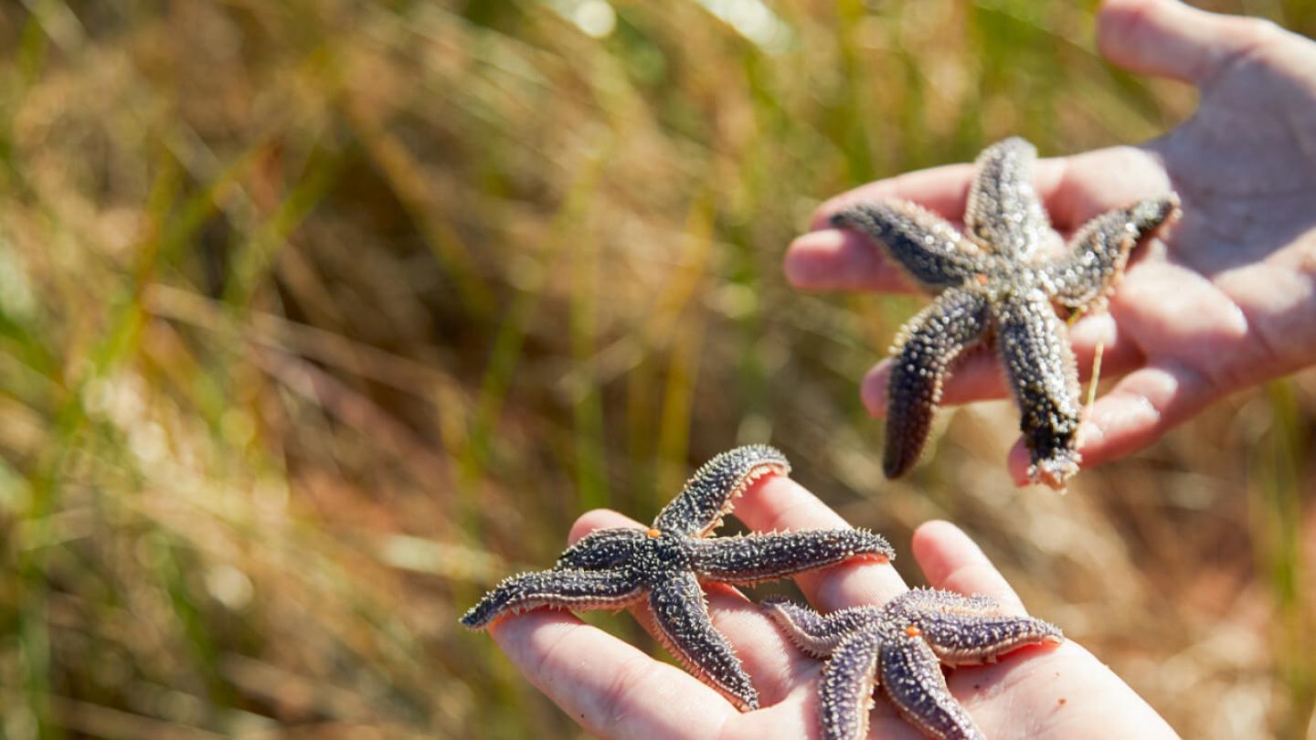 Starfish Findering PEI