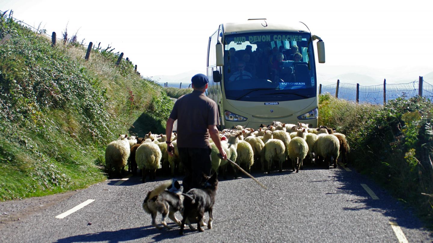 Ireland Rush Hour - Dingle Peninsula Incentive