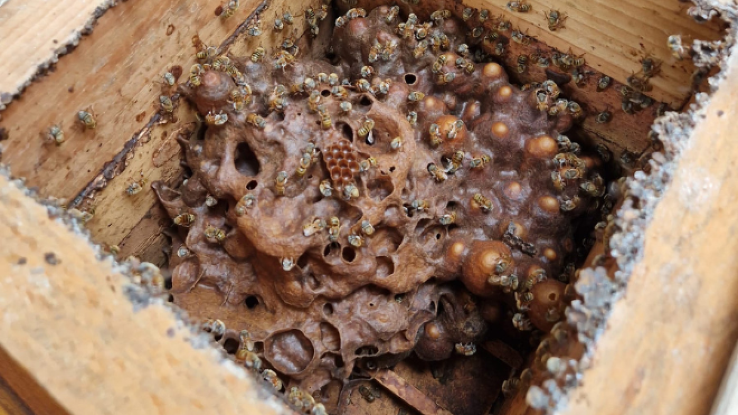 close-up of a beehive box