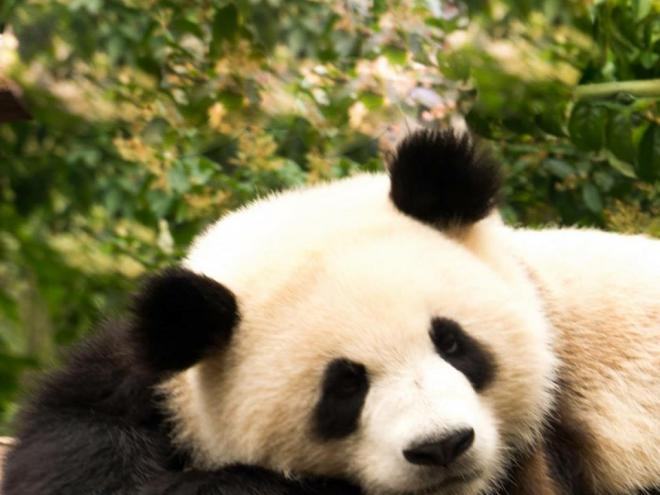 China Panda